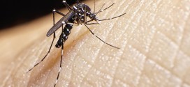 Recomanacions: informació disponible a les farmàcies sobre el virus Zika