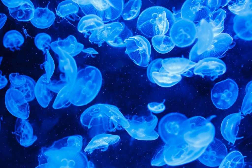 La presència de meduses a la costa catalana és molt freqüent durant els mesos d’estiu i, aquest any, s'incrementarà. 