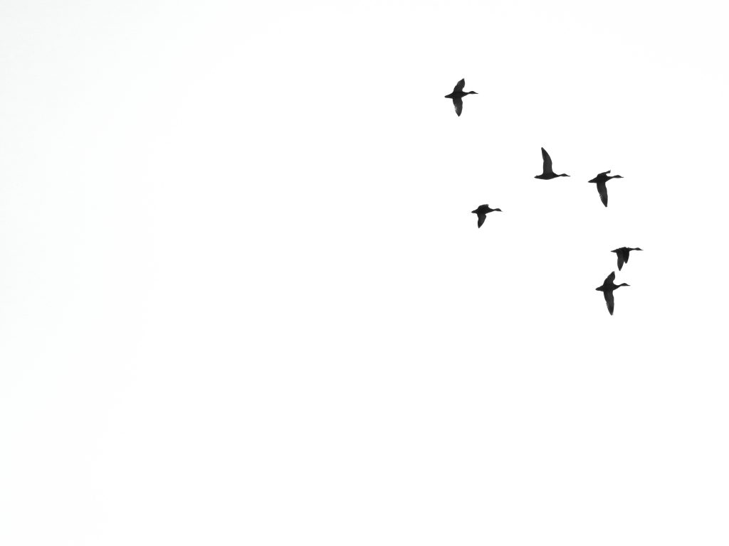 "Aves de paso" - Manuel Francisco Mazario. Fotografia guanyadora en la categoria en blanc i negre [càmera]